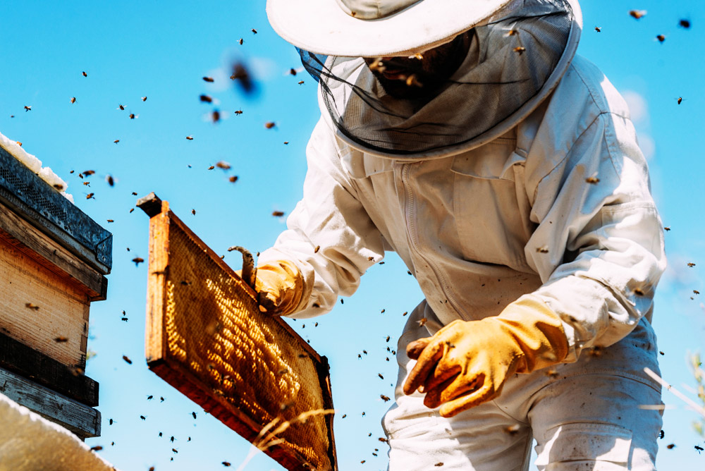 Cire d’abeille : 10 utilisations de génie à faire à la maison