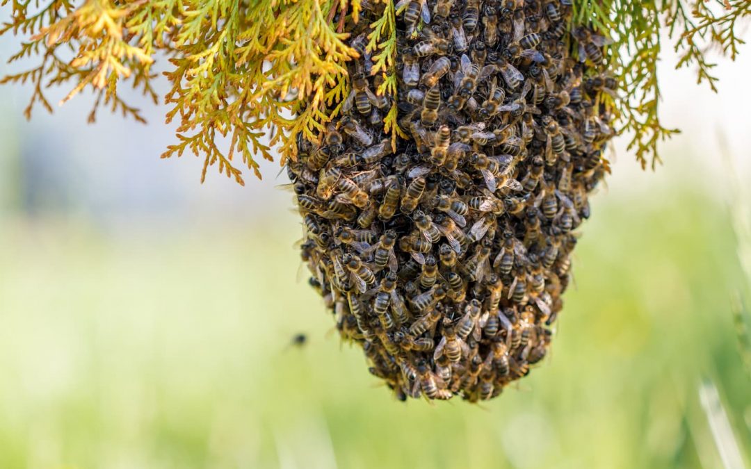 Récupérer des essaims sauvages d’abeilles, pour mieux protéger l’espèce ?