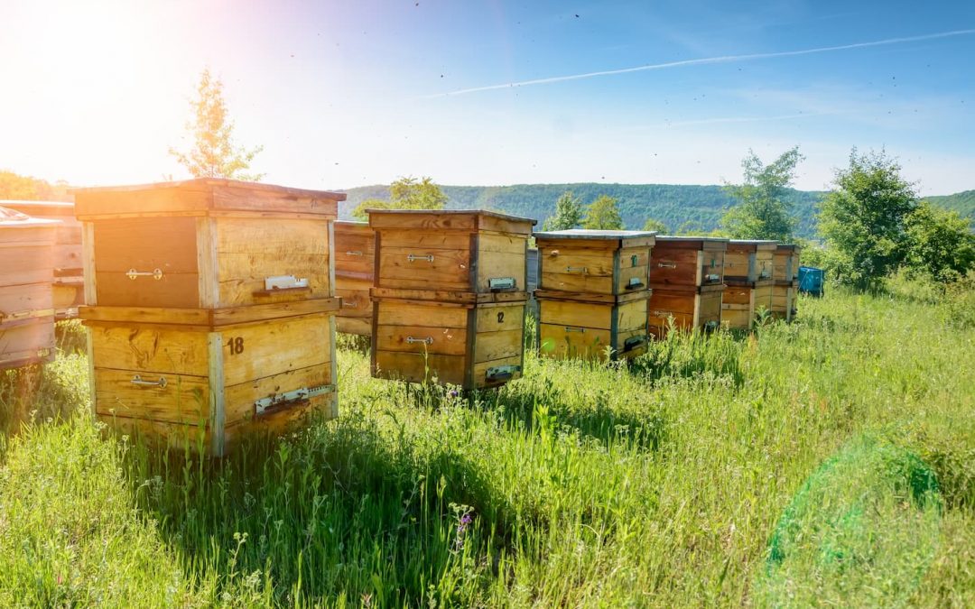 Des ruches DIY pour sauver les abeilles