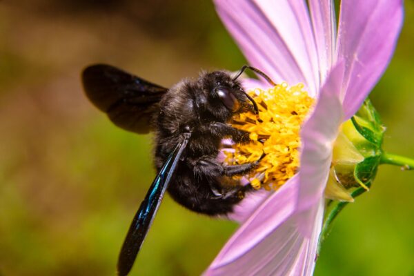 Abeille charpentière : danger, piqûre, nid dans le bois et rôle au jardin