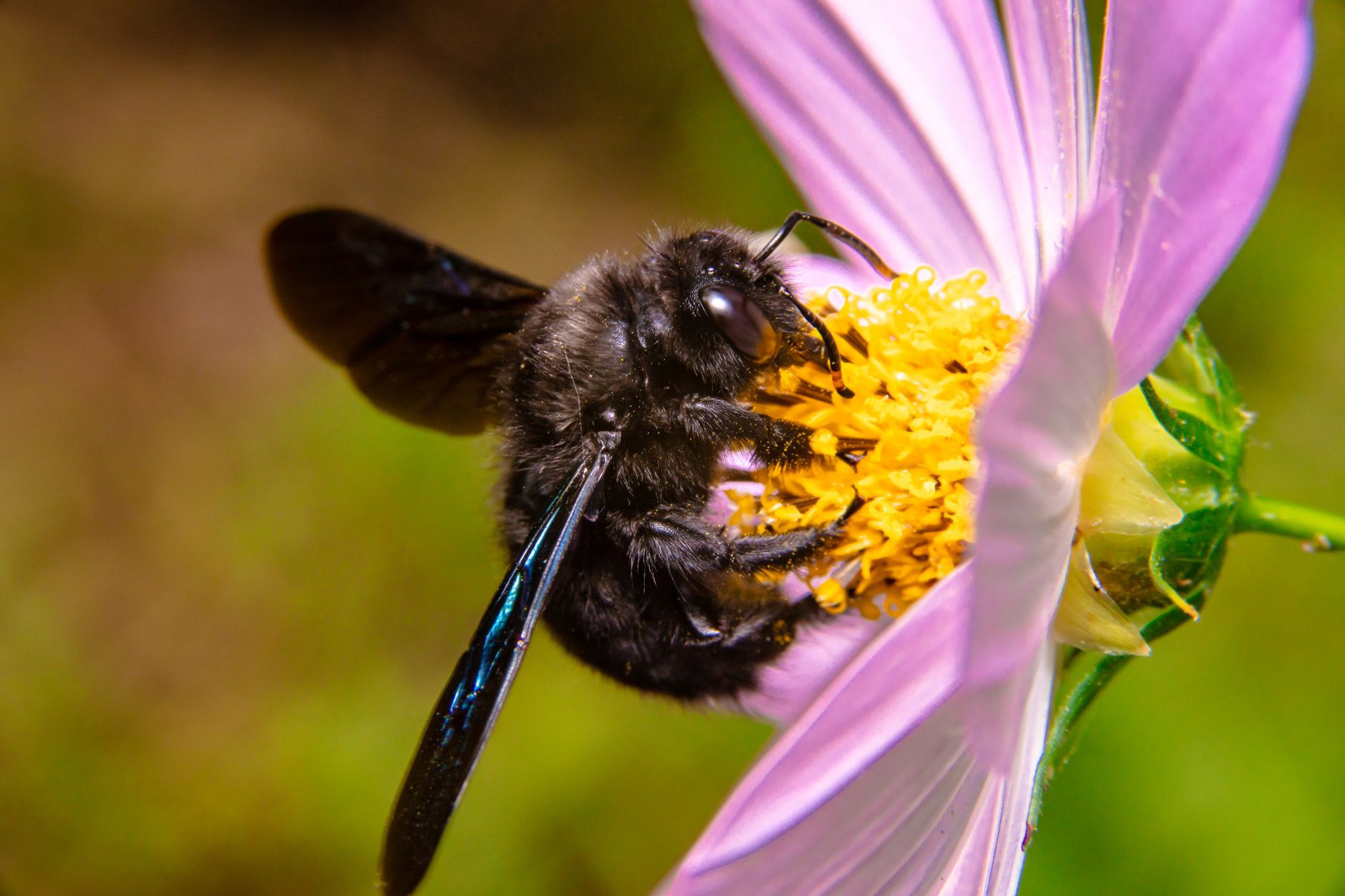 Abeille charpentière : danger, piqûre, nid dans le bois et rôle au jardin