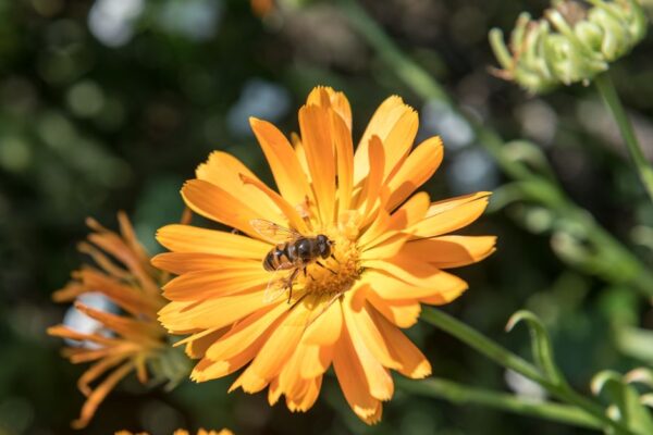 Calendula : une fleur douce pour la peau et utile au jardin