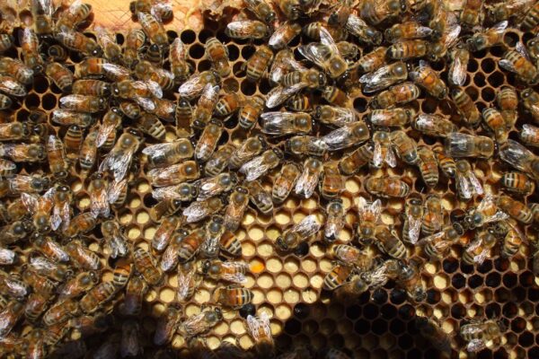 Faux-bourdon : rôle du mâle chez les abeilles, fécondation et vie dans la ruche