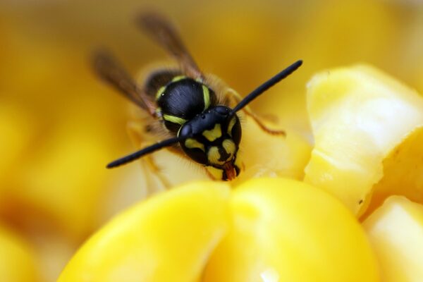 Guêpe ou abeille : différences, piqûre, comportement et rôle au jardin