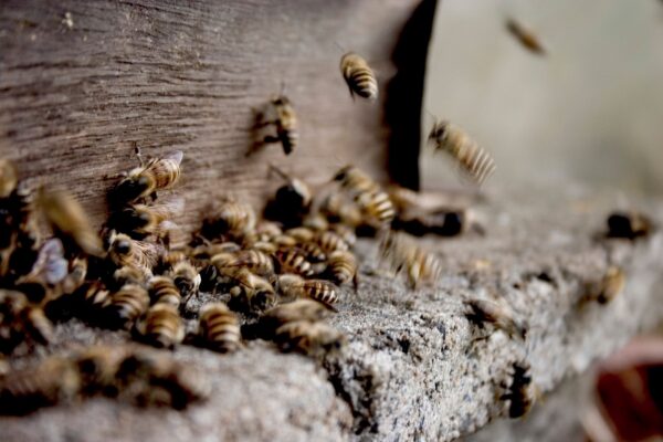Propolis : dangers, effets secondaires, contre-indications et précautions