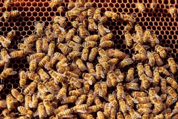 Reine abeille : rôle, naissance, fécondation et durée de vie dans la ruche